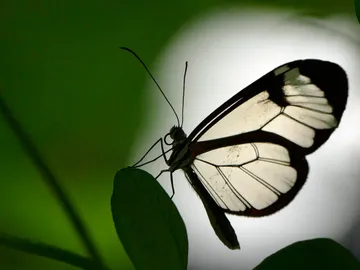 Butterfly sits on a leaf in green light.