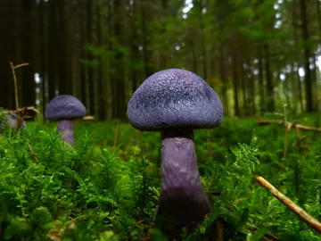Purple mushrooms grow in the green moss of the forest.