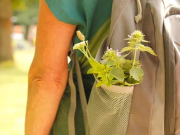 Rucksack with plants carried by a person outdoors